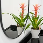 Guestready - Serene In *